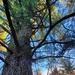 Century-old tree documented in Fort McCoy’s Pine View Recreation Area