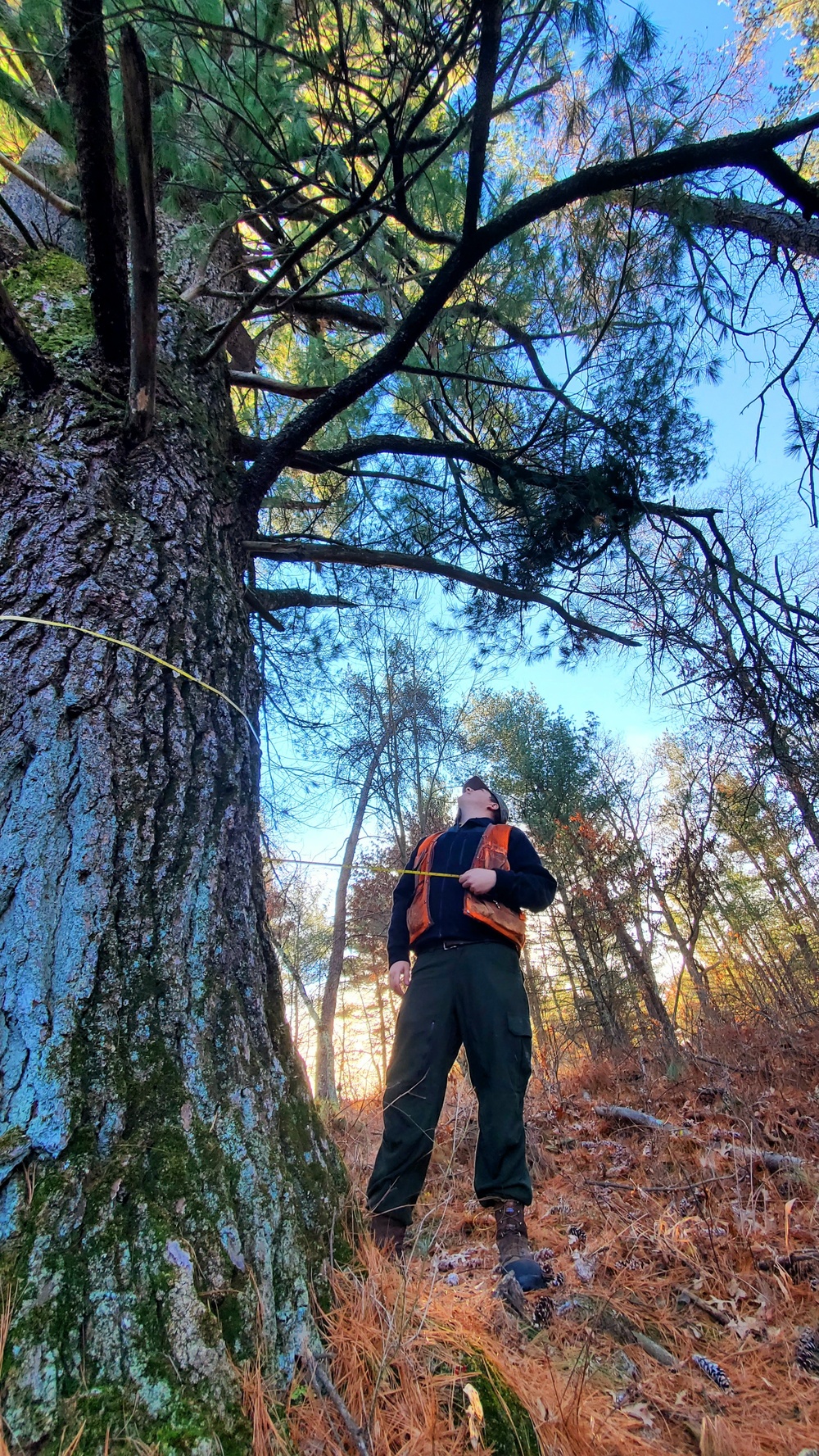 Century-old tree documented in Fort McCoy’s Pine View Recreation Area