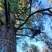 Century-old tree documented in Fort McCoy’s Pine View Recreation Area