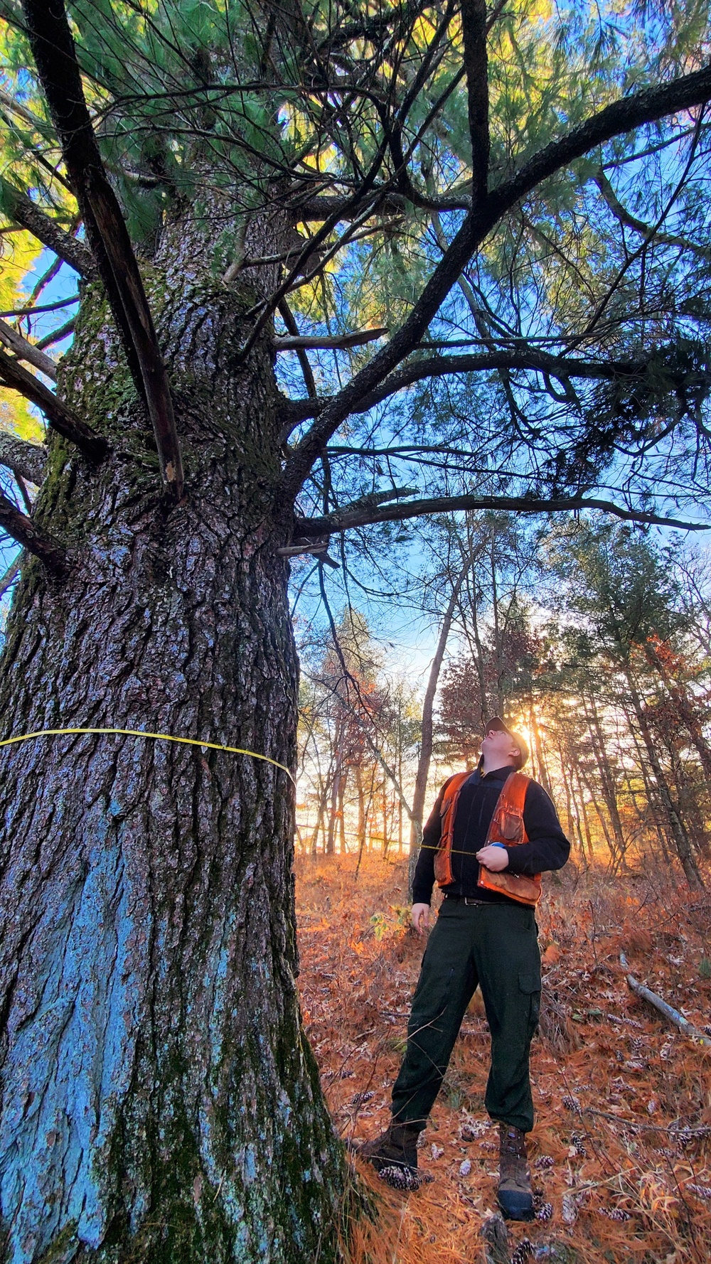 Century-old tree documented in Fort McCoy’s Pine View Recreation Area