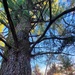 Century-old tree documented in Fort McCoy’s Pine View Recreation Area