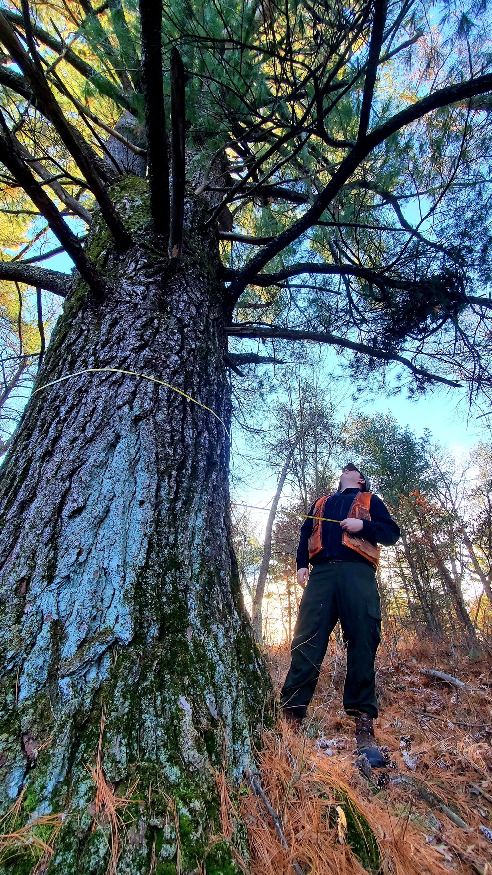 Century-old tree documented in Fort McCoy’s Pine View Recreation Area