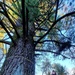 Century-old tree documented in Fort McCoy’s Pine View Recreation Area