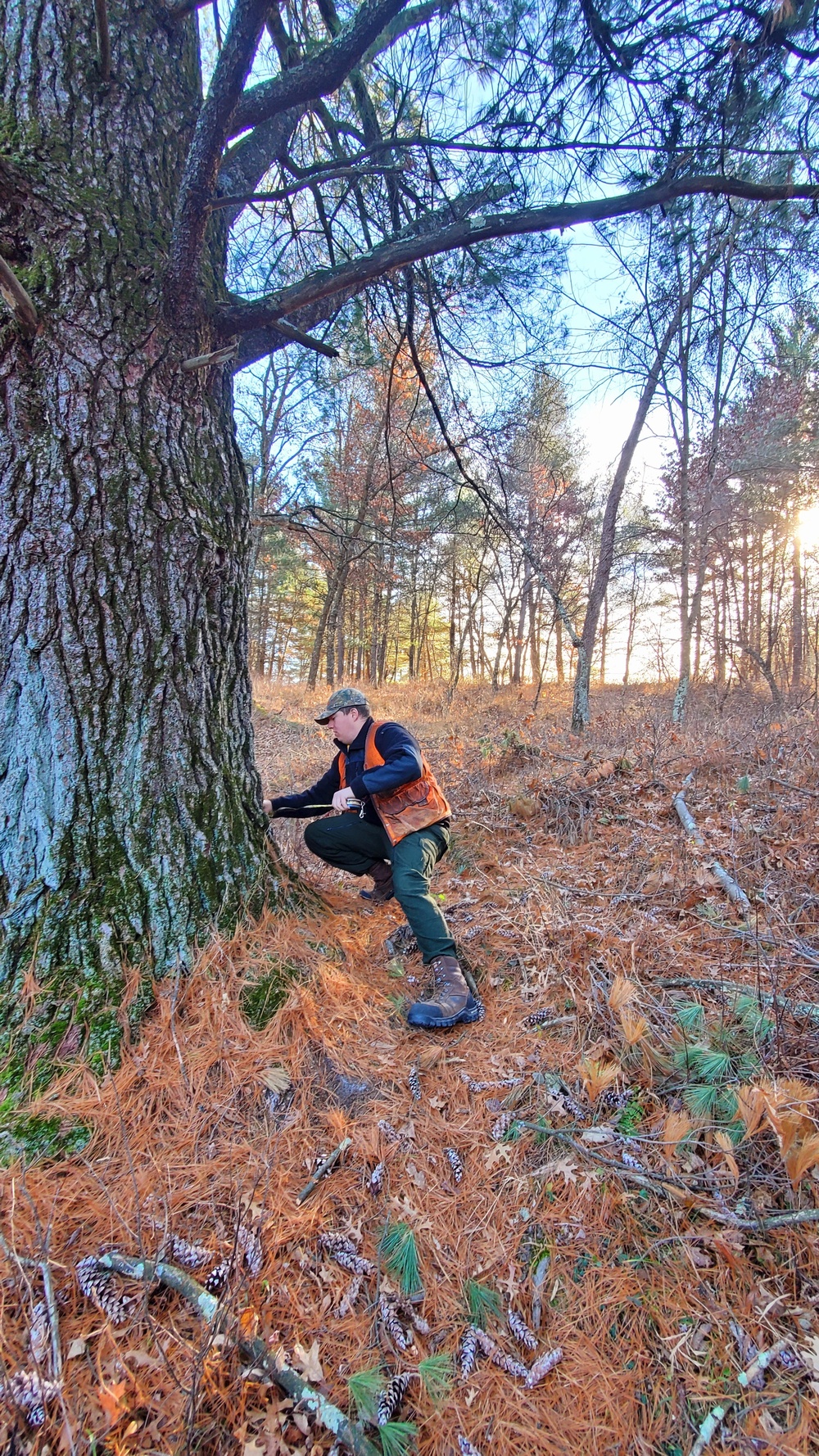 Century-old tree documented in Fort McCoy’s Pine View Recreation Area