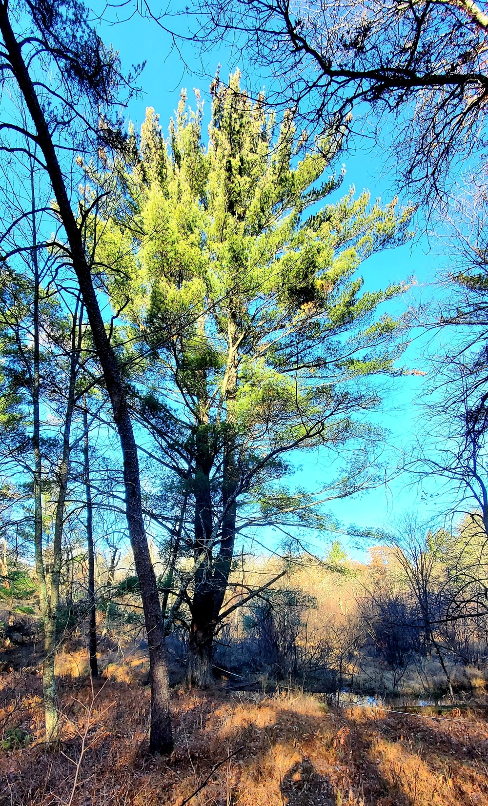 Century-old tree documented in Fort McCoy’s Pine View Recreation Area