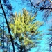 Century-old tree documented in Fort McCoy’s Pine View Recreation Area