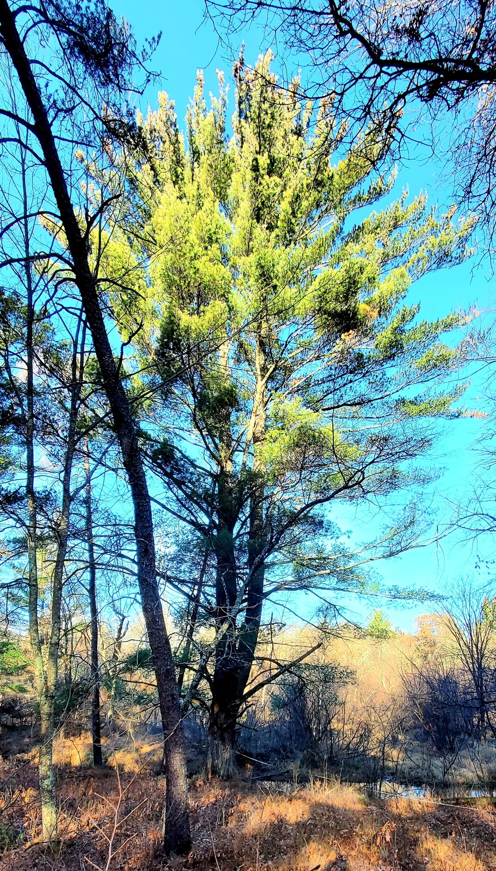 Century-old tree documented in Fort McCoy’s Pine View Recreation Area