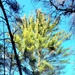 Century-old tree documented in Fort McCoy’s Pine View Recreation Area