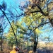 Century-old tree documented in Fort McCoy’s Pine View Recreation Area