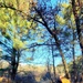 Century-old tree documented in Fort McCoy’s Pine View Recreation Area