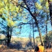 Century-old tree documented in Fort McCoy’s Pine View Recreation Area