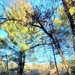 Century-old tree documented in Fort McCoy’s Pine View Recreation Area