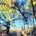 Century-old tree documented in Fort McCoy’s Pine View Recreation Area