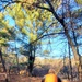 Century-old tree documented in Fort McCoy’s Pine View Recreation Area