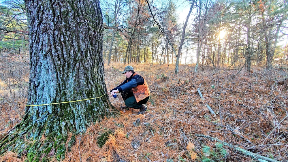 Century-old tree documented in Fort McCoy’s Pine View Recreation Area