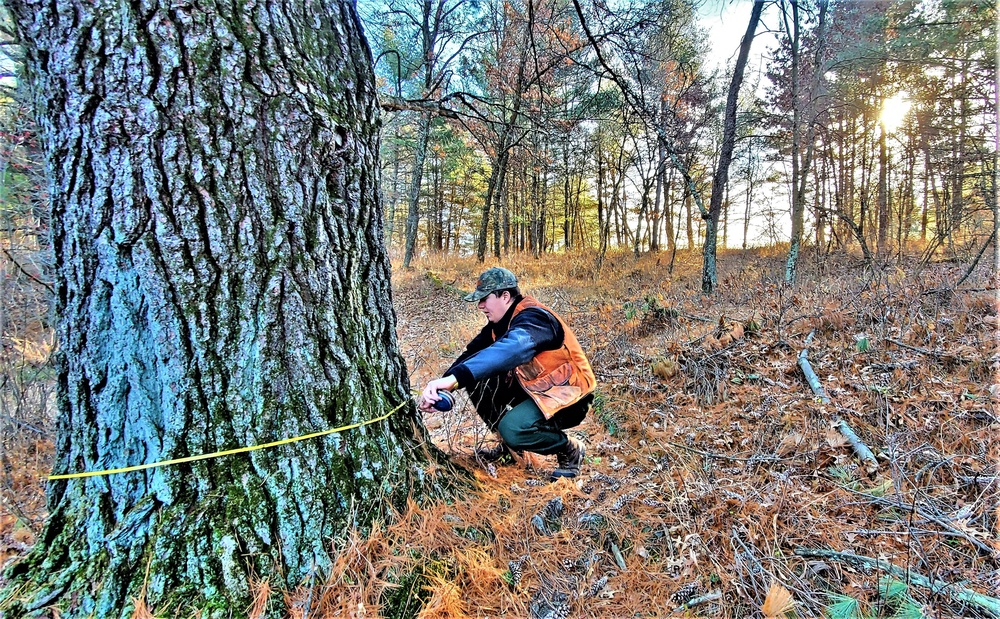 Century-old tree documented in Fort McCoy’s Pine View Recreation Area