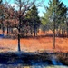 Rare December prescribed burn held on Fort McCoy's North Post