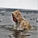 6th Marine Regiment troops jump in for cold-water immersion training at Fort McCoy