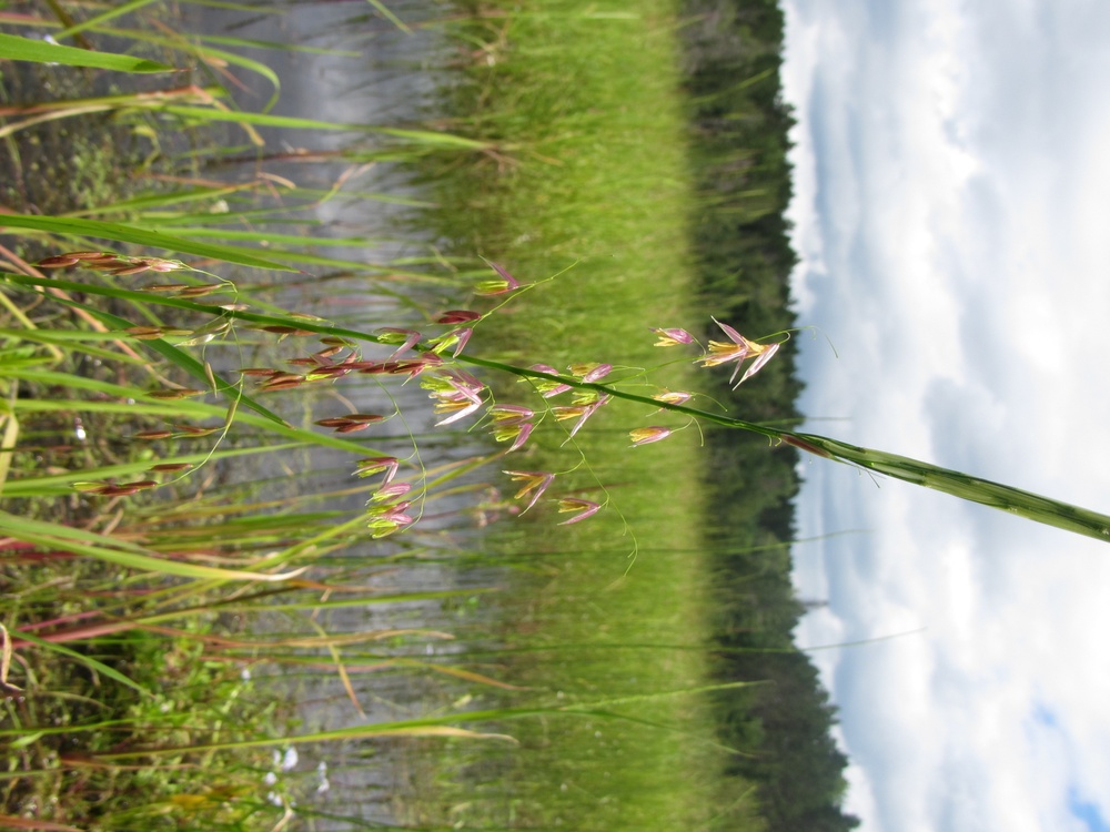 USACE researchers collaborate with Native American tribes to improve wildrice productivity