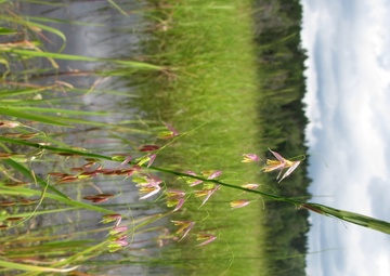 USACE researchers collaborate with Native American tribes to improve wildrice productivity