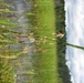 USACE researchers collaborate with Native American tribes to improve wildrice productivity