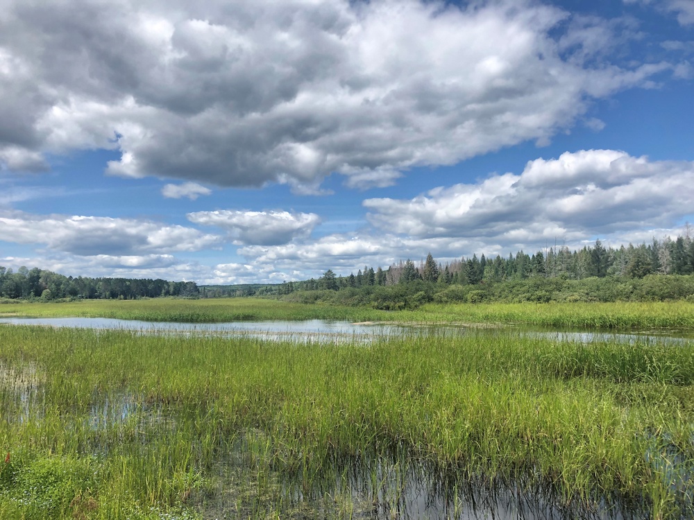 USACE researchers collaborate with Native American tribes to improve wildrice productivity