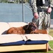 Military Working Dog Retires