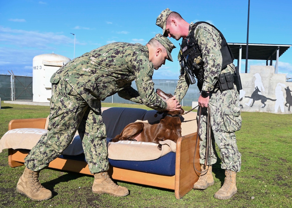 Military Working Dog Retires