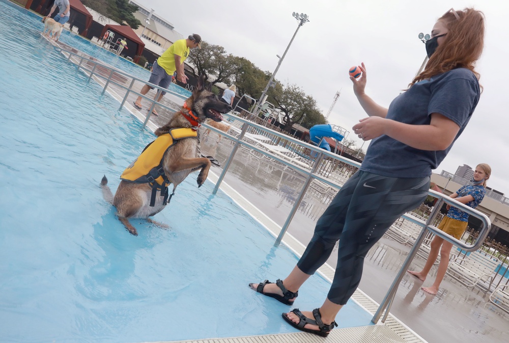 ‘Doggie Dip Day’ event lets Camp Zama, SHA canines enjoy day at outdoor pool