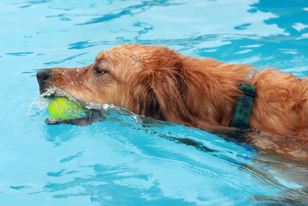 ‘Doggie Dip Day’ event lets Camp Zama, SHA canines enjoy day at outdoor pool