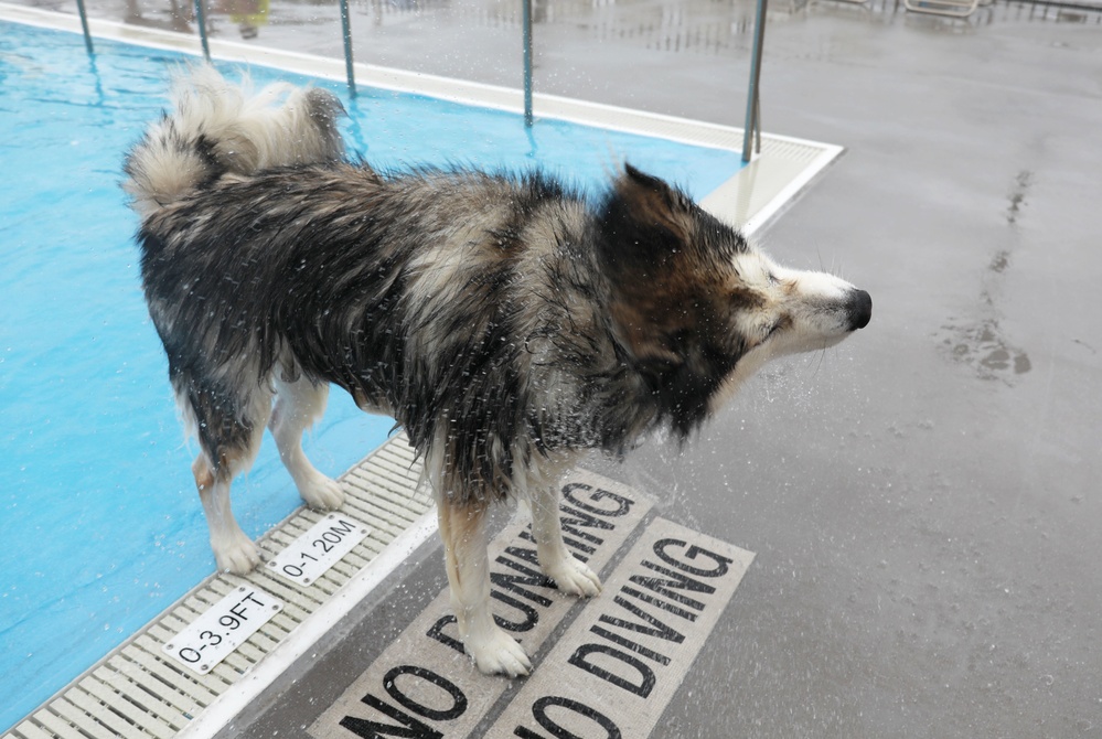 ‘Doggie Dip Day’ event lets Camp Zama, SHA canines enjoy day at outdoor pool