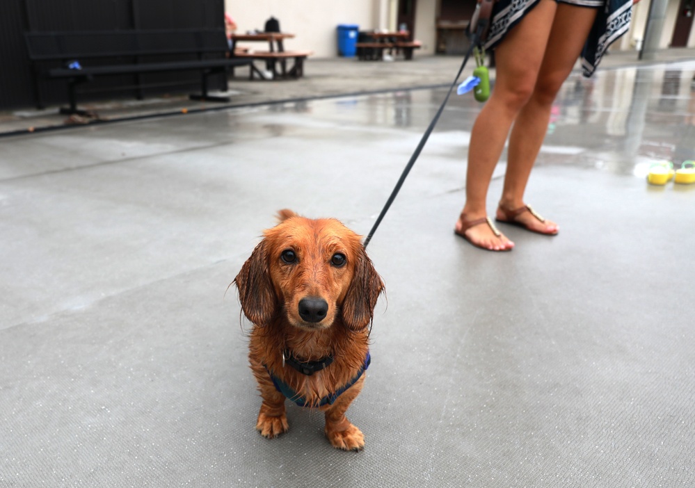 ‘Doggie Dip Day’ event lets Camp Zama, SHA canines enjoy day at outdoor pool