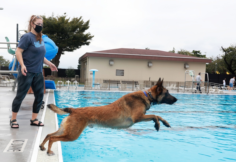 ‘Doggie Dip Day’ event lets Camp Zama, SHA canines enjoy day at outdoor pool