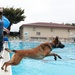 ‘Doggie Dip Day’ event lets Camp Zama, SHA canines enjoy day at outdoor pool