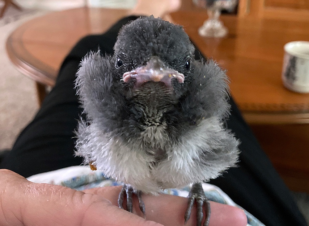 Rescued bird steals hearts before its return to nature