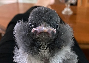 Rescued bird steals hearts before its return to nature