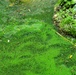 April 2021 Algal Bloom Outbreak