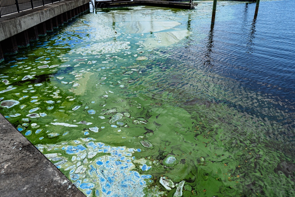 April 2021 Algal Bloom Outbreak