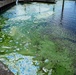 April 2021 Algal Bloom Outbreak