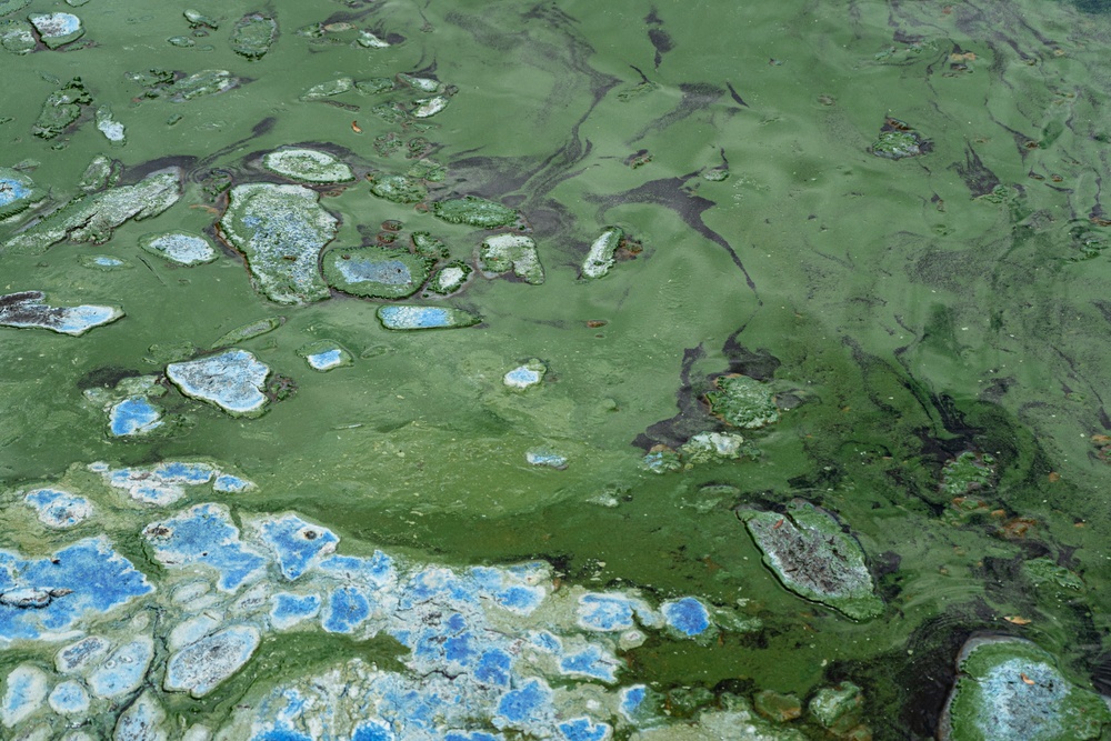 April 2021 Algal Bloom Outbreak