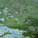 April 2021 Algal Bloom Outbreak