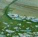 April 2021 Algal Bloom Outbreak