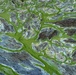 April 2021 Algal Bloom Outbreak