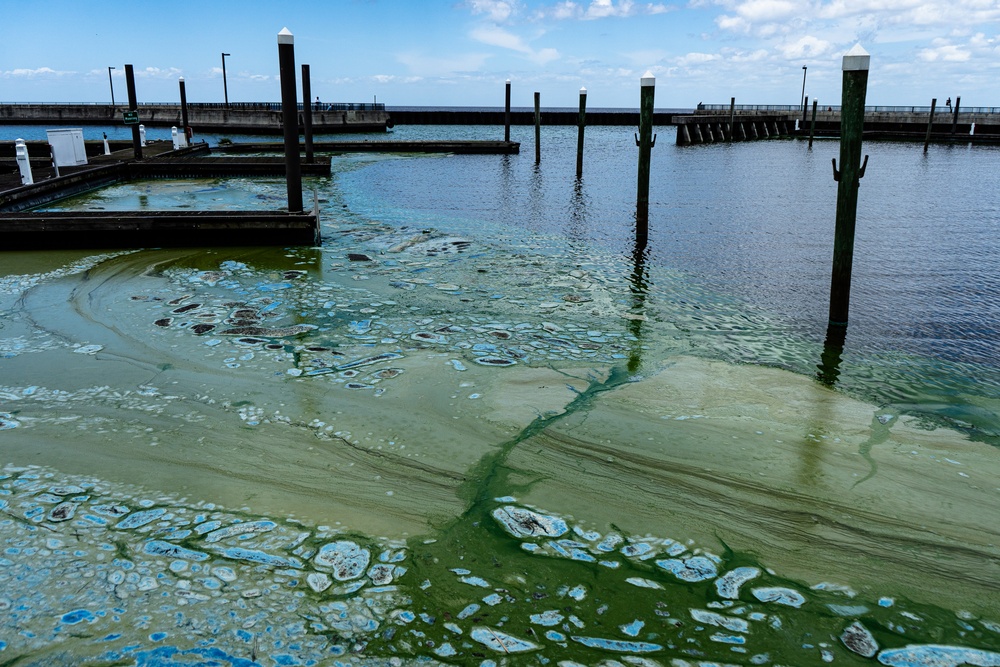 Dvids - Images - April 2021 Algal Bloom Outbreak [image 9 Of 11]