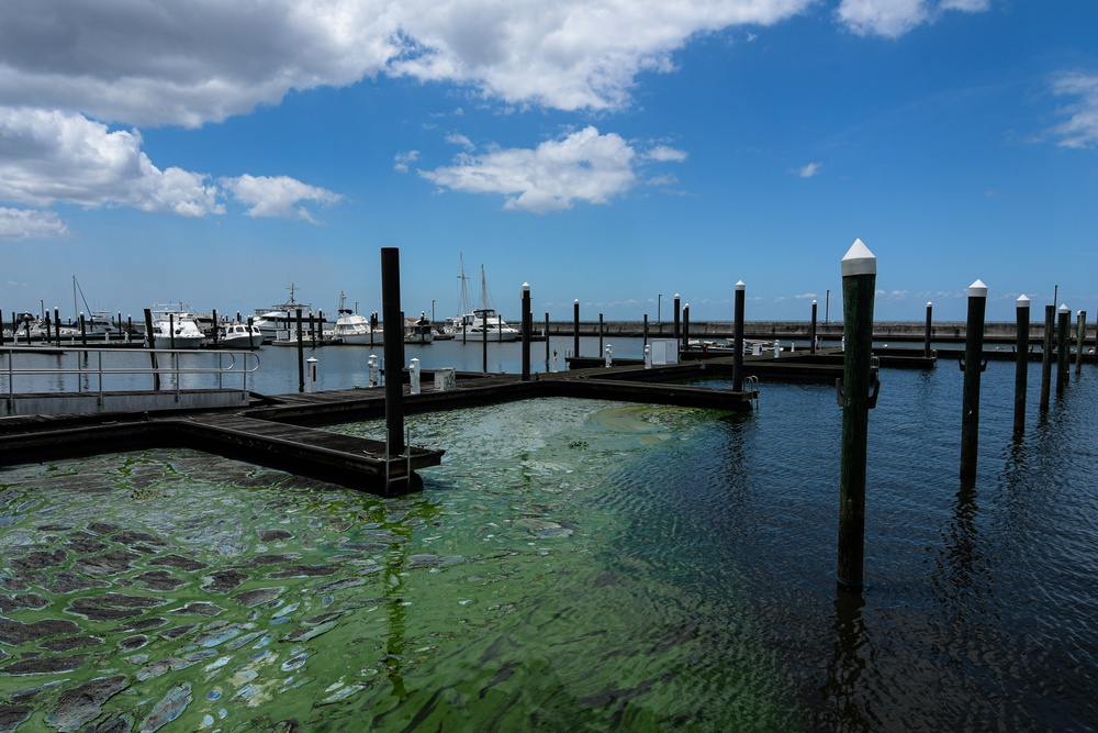 April 2021 Algal Bloom Outbreak