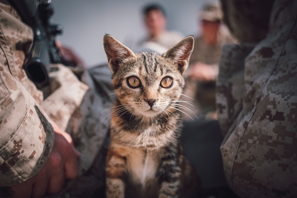 Israel: Camp life during Israel interop exercise