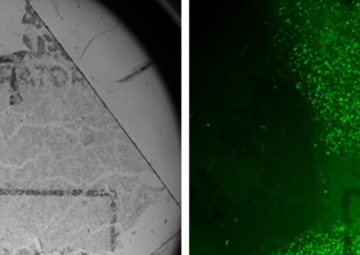 NRL Researchers Target Cells for Tissue Engineering