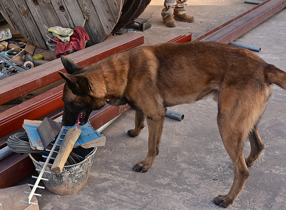 U.S. EOD, French K-9 train to enhance security and stability in Africa