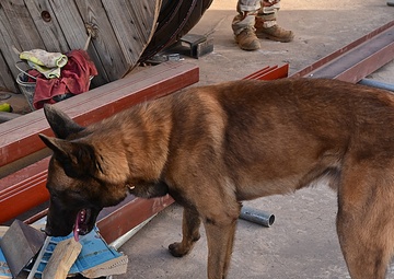 U.S. EOD, French K-9 train to enhance security and stability in Africa