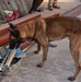 U.S. EOD, French K-9 train to enhance security and stability in Africa